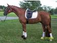 FANCY Imported Furst Heinrich son - Horse For Sale in Flemington,  NJ